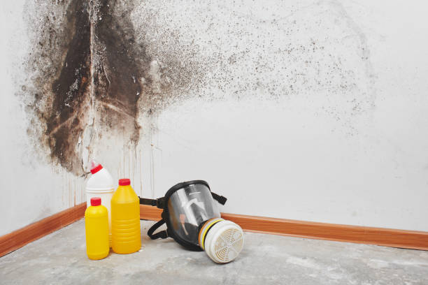 Home Mold Removal in Moberly, MO
