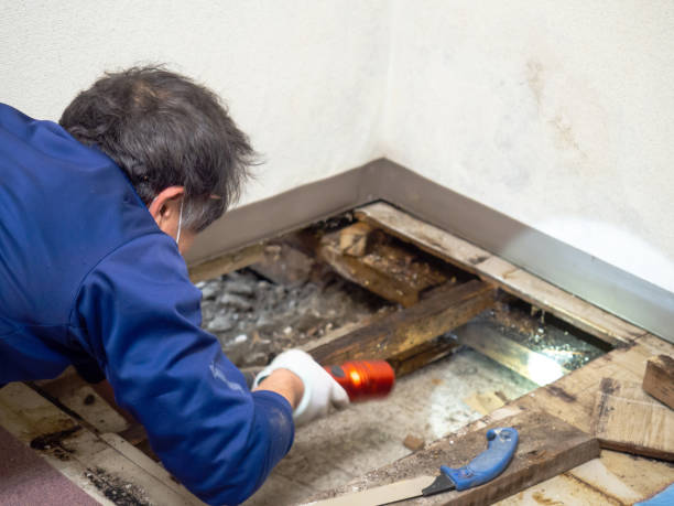 Best Mold Cleaning Services  in Berly, MO