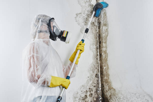 Best Mold Testing  in Berly, MO