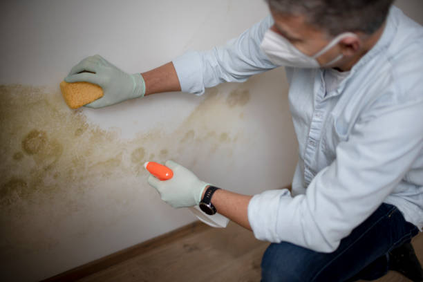 Best Home Mold Removal  in Berly, MO