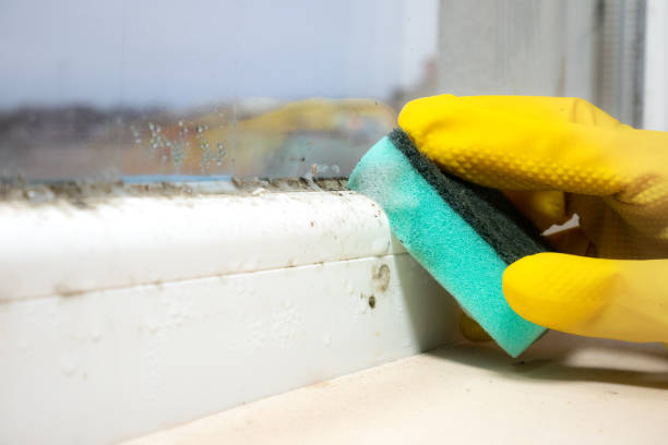 Best Local Mold Removal Service  in Berly, MO