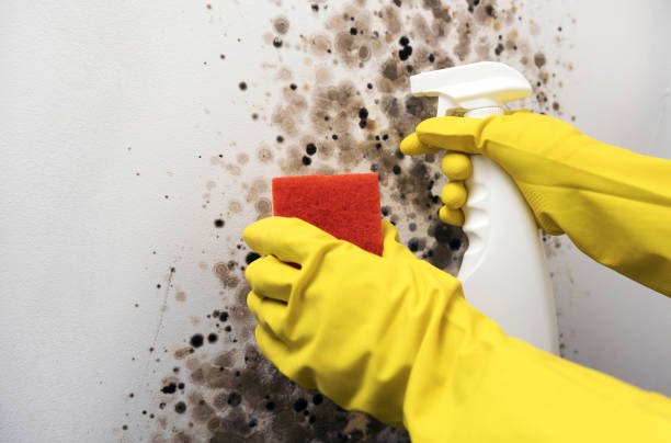 Best Affordable Mold Removal  in Berly, MO