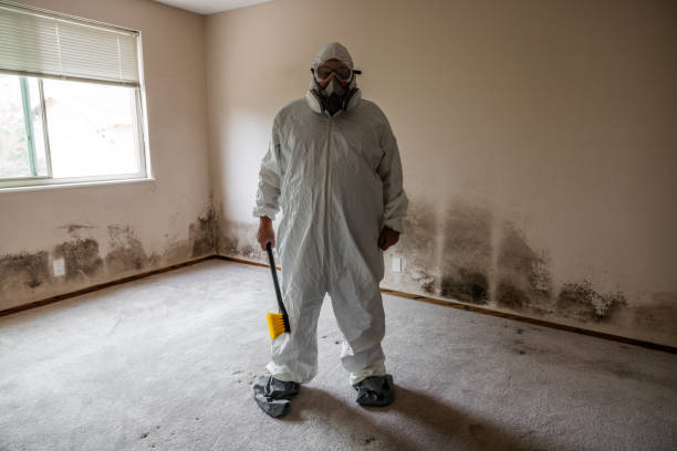 Best Mold Damage Repair  in Berly, MO